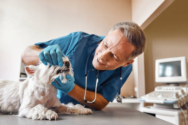 Best Emergency Dental Care for Trauma or Injury in Palmer, TX